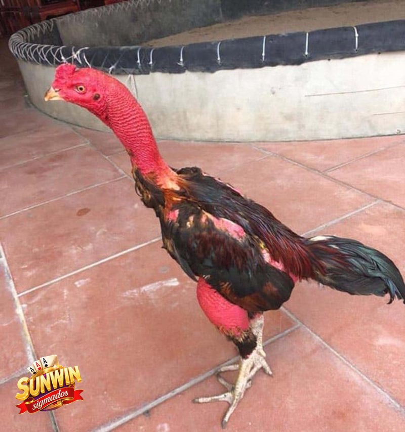 Đá Gà Cựa Sắt - Sunwin phù hợp với kiểu người chơi nào?