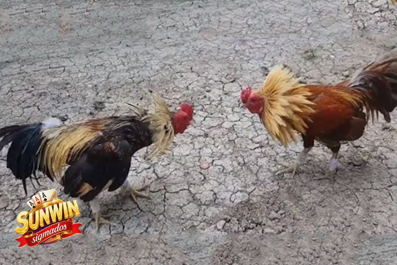 Đá Gà Sunwin - Quan sát chiến kê trước khi xuống tiền
